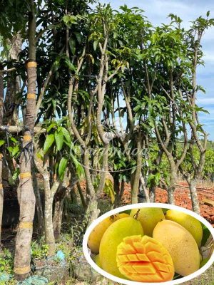 Chậu Cây Phát Tài Khúc