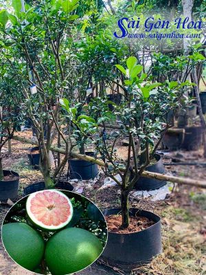 Cây Phát Tài Gốc