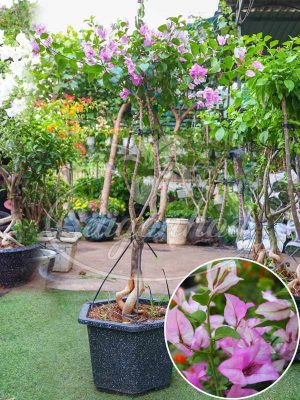 Cây Xoài Cát Hòa Lộc