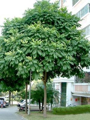 Cây Ổi Trồng Sân Vườn