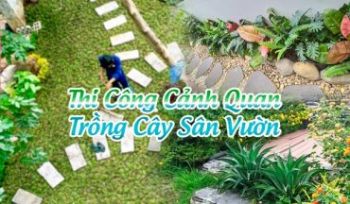 Thi Công Cảnh Quan