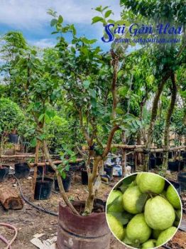 Trồng Cây Cóc Thái Cho Sân Vườn Nhà Phố