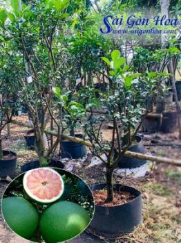 Cây Phát Tài Gốc