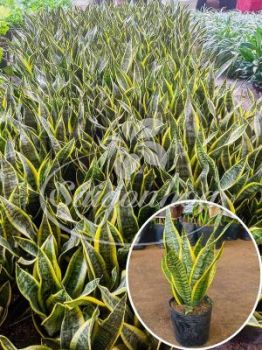 Cây Nhãn Trồng Trong Chậu