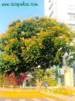 Cây Bưởi Da Xanh